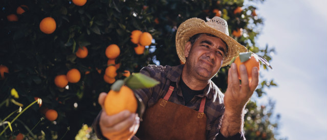Farmer picking oranges in an orange grove.