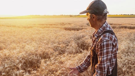 Farmer standing in wheat field.