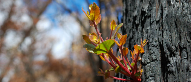 Close up image of burnt tree trunk with new growth.