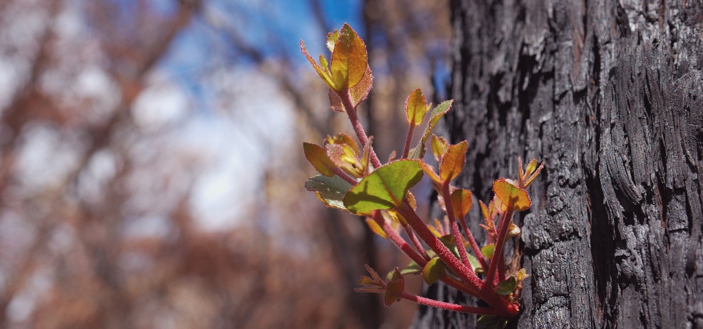 New growth on burnt tree.